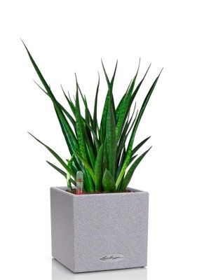 Сансевиерия Кирки 12/37 см в CANTO STONE 14, серый камень