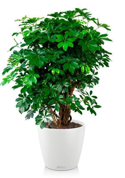 Шеффлера Компакта бранч 40/140 см в CLASSICO COLOR 43