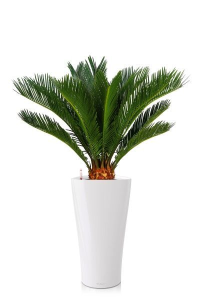 Цикас в DELTA 30 Цикас в DELTA 30