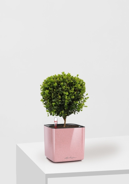 Мирсина 12/30 см в CUBE GLOSSY Kiss 14 Мирсина 12/30 см в CUBE GLOSSY Kiss 14