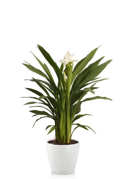 Куркума цветущая 14 55 см CLASSICO COLOR 18 Куркума цветущая 14 55 см CLASSICO COLOR 18