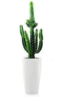 Кактус Эуфорбия Ингенс RONDO 40/190 см, белый блестящий