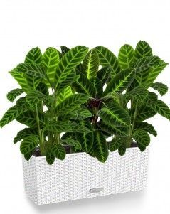 Калатеи микс в Cottage 50