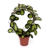 Хойя Lisa Bow d12 см h45 см Хойя Lisa Bow d12 см h45 см