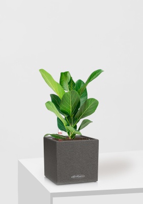 Фикус Бенгальский Одри 12/30 см в CANTO STONE 14