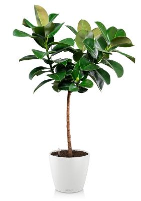Фикус Эластика Робуста на штамбе в CLASSICO 35, белый