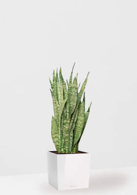 Сансевиерия Зейланика 21/70 см в CUBE 30, белый блестящий