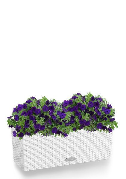 Петуния фиолетовая в BALCONERA Cottage 50 Петуния фиолетовая в BALCONERA Cottage 50