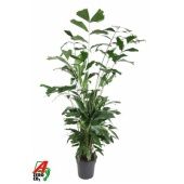Кариота Митис d24 см h170 см Кариота Митис d24 см h170 см