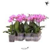 Фаленопсис Little Kolibri 1st Violet 10+ d9 см h40 см тип 3