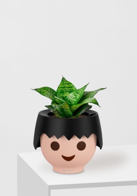 Сансевиерия Ханни 12/25 см в OJO Сансевиерия Ханни 12/25 см в OJO