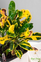 Кротон Еллоу 12/30 см в PURO 20 Кротон Еллоу 12/30 см в PURO 20