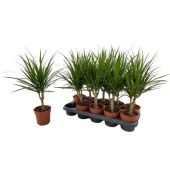 Драцена Маргината 1 ствол d12 см h45 см тип 1