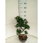 Фикус Гинсенг бонсай S форма d22 см h60 см Фикус Гинсенг бонсай S форма d22 см h60 см