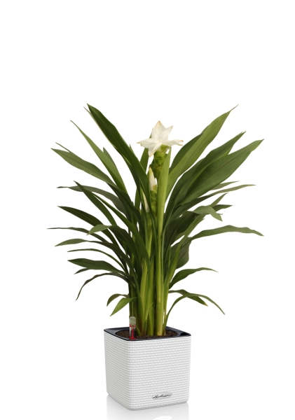 Куркума цветущая 14 55 см CUBE COLOR 16 Куркума цветущая 14 55 см CUBE COLOR 16