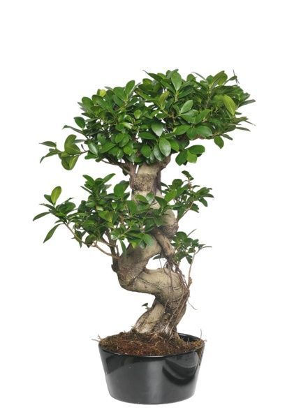 Фикус Бонсай в керамике 31/55 см Фикус Бонсай в керамике 31/55 см
