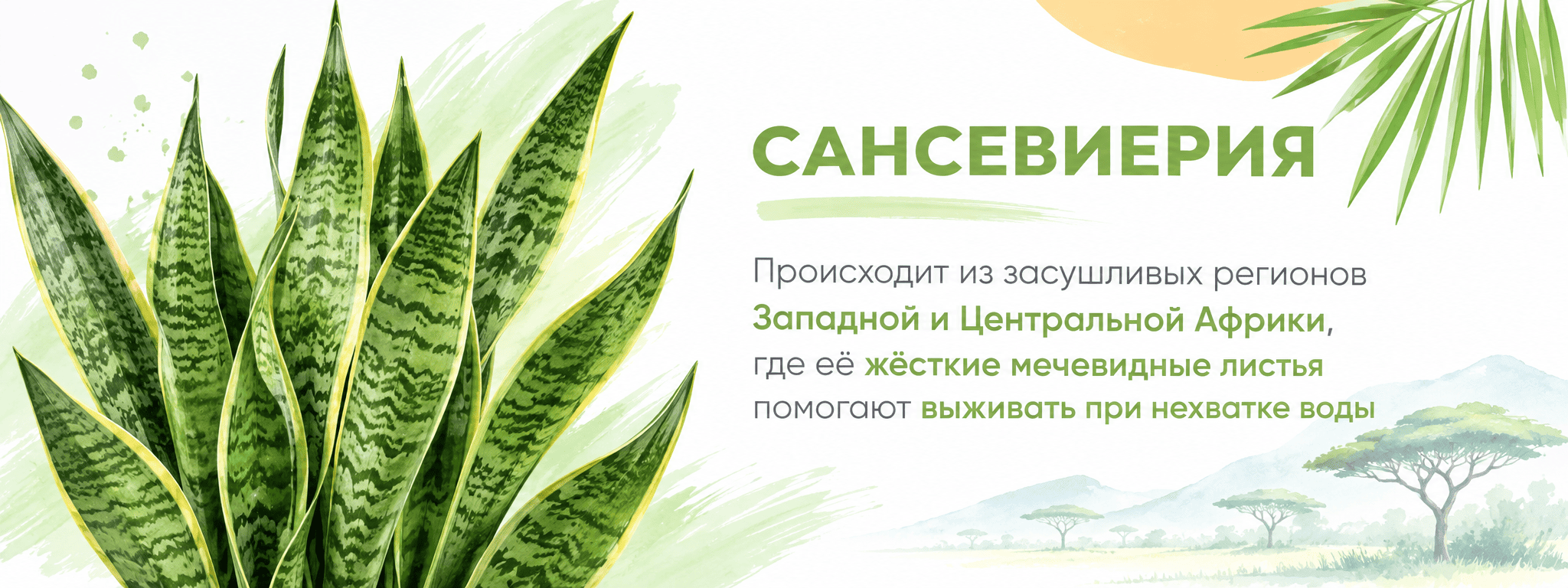 межстраничный суккуленты и кактусы 4