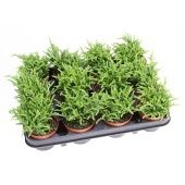 Крассула денежное дерево Lycopodioides d8.5 см h12.5 см