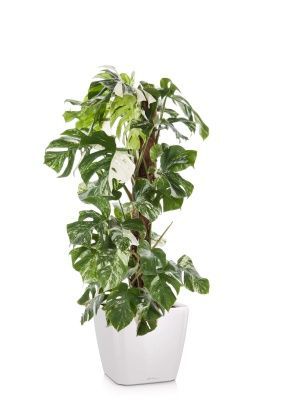 Монстера Вариегатная на опоре 30/170 см в QUADRO LS 43, белый блестящий