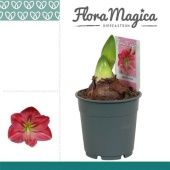 Гиппеаструм Sweet Pink Extra Op Flora Magica 2 ствола d12 см h25 см