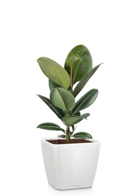 Фикус Эластика Робуста 17/60 см в QUADRO LS 21, белый блестящий Фикус Эластика Робуста 17/60 см в QUADRO LS 21, белый блестящий