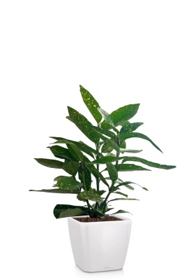 Аукуба Японика Вариегата 17/40 см в QUADRO LS 21, белый блестящий