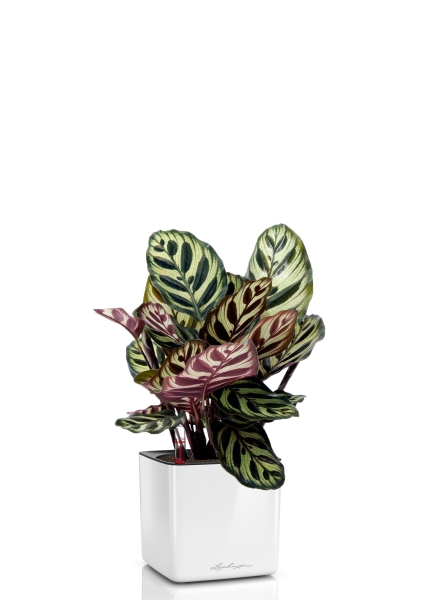 Калатея Макояна 12/35 см в CUBE GLOSSY 14 Калатея Макояна 12/35 см в CUBE GLOSSY 14