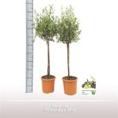 Олива европейская d19 см h90 см тип 2