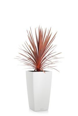 Кордилина Ред Стар 24/100 см в CUBICO COLOR 30, белый Кордилина Ред Стар 24/100 см в CUBICO COLOR 30, белый