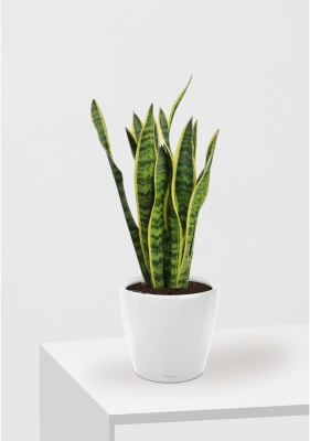 Сансевиерия Лауренти 17/60 см в CLASSICO LS 21 Сансевиерия Лауренти 17/60 см в CLASSICO LS 21