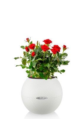 Роза Бо Монд красная 12/25 см в PURO 20, белый