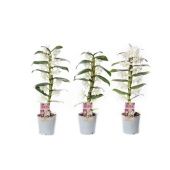 Дендробиум Nobile Classic Apollon 1 ствол белый d12 см h45 см