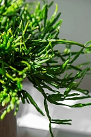 Рипсалис подвесной 17/30 см в CUBICO 22 Рипсалис подвесной 17/30 см в CUBICO 22