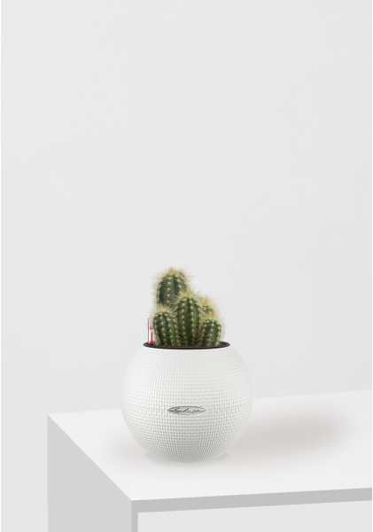 Кактус микс 8 см в PURO 20 Кактус микс 8 см в PURO 20