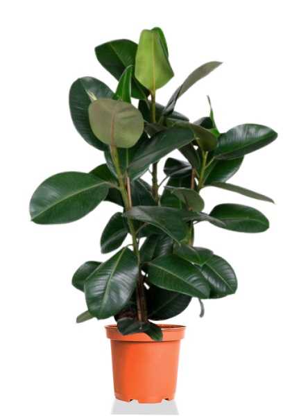 Фикус Эластика Робуста d24 см h110 см