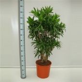 Драцена Песнь Ямайке бранч d35 см h150 см