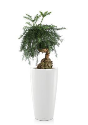 Араукария Бонсай RONDO 32/100 см Белый блестящий