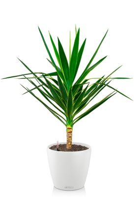 Юкка Пак в CLASSICO COLOR 35, белый