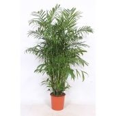 Хамедорея Сейфризи Зейфрица d30 см h220 см