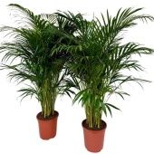 Хризалидокарпус Арека d24 см h130 см тип 1