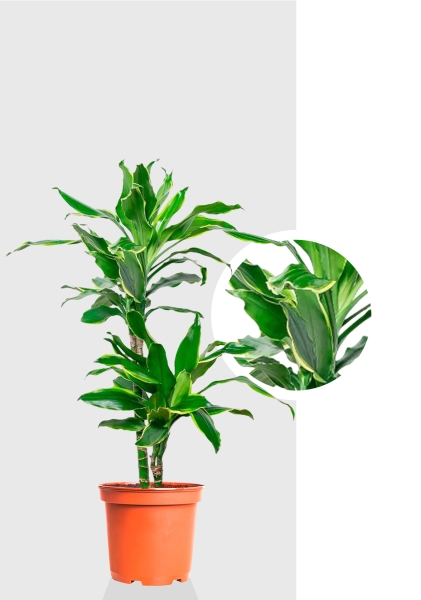 Драцена Голден Кост 2 ствола 17/70 см