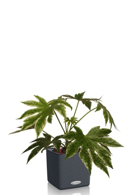 Фатсия 14/40 см в CUBE Color 16