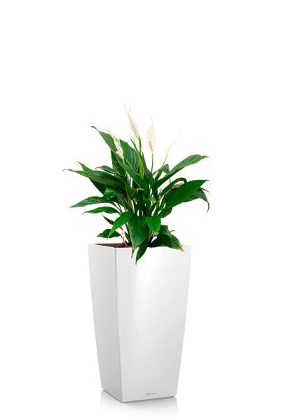 Спатифиллум Вариегатный 17/60 см в CUBICO COLOR 22 Спатифиллум Вариегатный 17/60 см в CUBICO COLOR 22