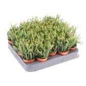 Рипсалис Эвальдиана d5.5 см h10 см тип 1