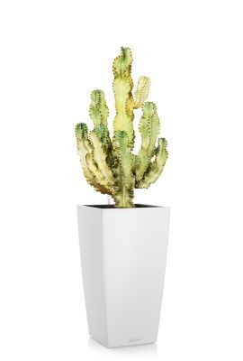 Эуфорбия Ингенс в CUBICO COLOR 40