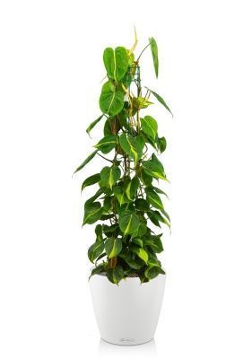 Филодендрон Сканденс Бразил на опоре 24/120 см в CLASSICO COLOR 35, белый