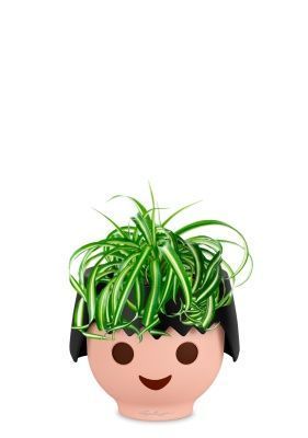 Хлорофитум Бонни 12/25 см в OJO, черный