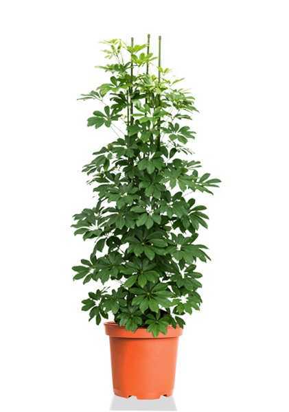 Шеффлера Компакта d27 см h100 см