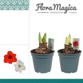 Гиппеаструм микс 2 ствола d17 см h30 см тип 1 Гиппеаструм микс 2 ствола d17 см h30 см тип 1