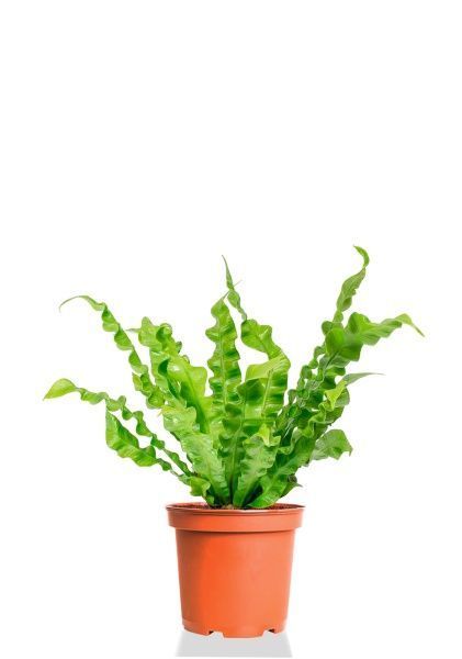 Асплениум Криспи 9/15 см